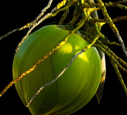Coconut